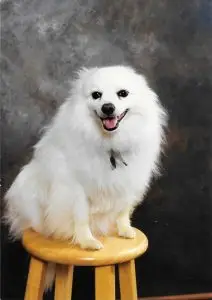 Photo of Frosty, our family pet, and fearless protector